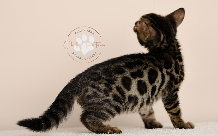 Bengal kitten for sale